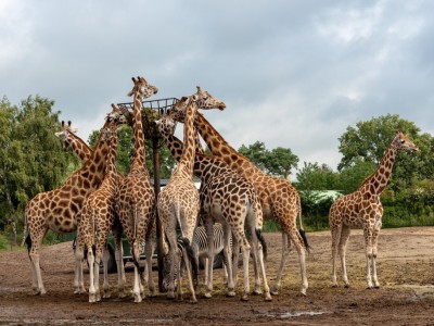 Pretparken en dierentuinen